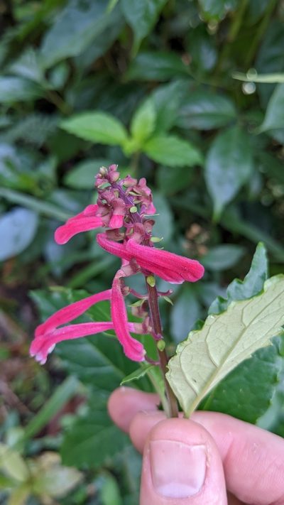 Scutellaria isocheila, photographed by Jake Rehage