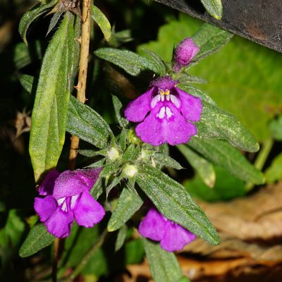 Galeopsis angustifolia, photographed by Patrick Hacker