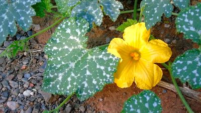 Cucurbita ficifolia, photographed by Francisco Farriols Sarabia