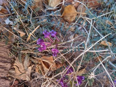 Astragalus zionis, photographed by Nora Bales