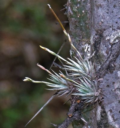 Tillandsia loliacea, photographed by Hugo Hulsberg