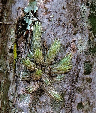 Tillandsia minutiflora, photographed by Hugo Hulsberg