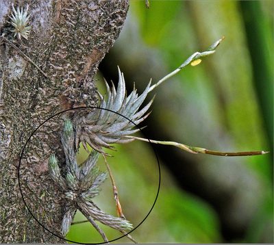 Tillandsia minutiflora, photographed by Hugo Hulsberg