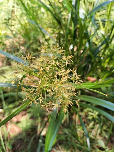 Rhynchospora corymbosa, photographed by Matthew Borella