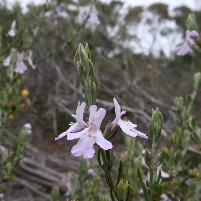 Westringia eremicola, photographed by Cowirrie