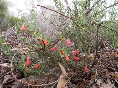 Prostanthera aspalathoides, photographed by Cowirrie