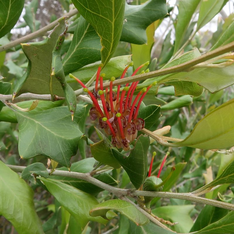 Grevillea ilicifolia, photographed by Cowirrie