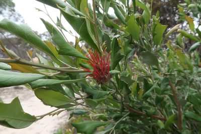 Grevillea ilicifolia, photographed by Cowirrie