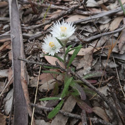 Helichrysum leucopsideum, photographed by Cowirrie