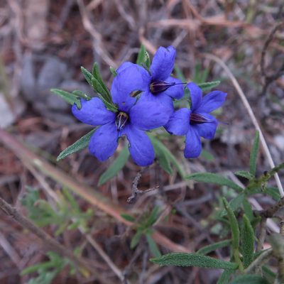 Halgania cyanea, photographed by Cowirrie
