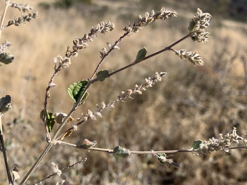 Aloysia wrightii, photographed by mark-groeneveld