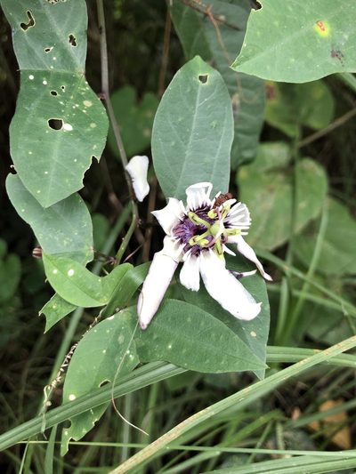 Passiflora colinvauxii, photographed by Skjold Søndergaard