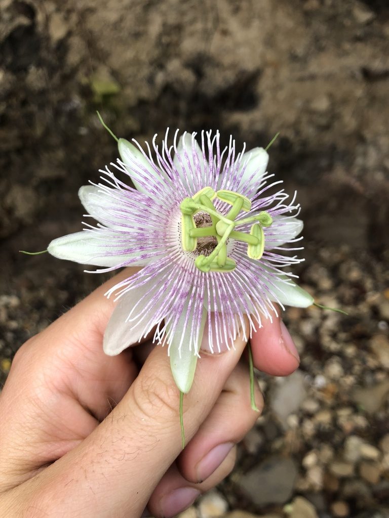 Passiflora sprucei, photographed by Skjold Søndergaard