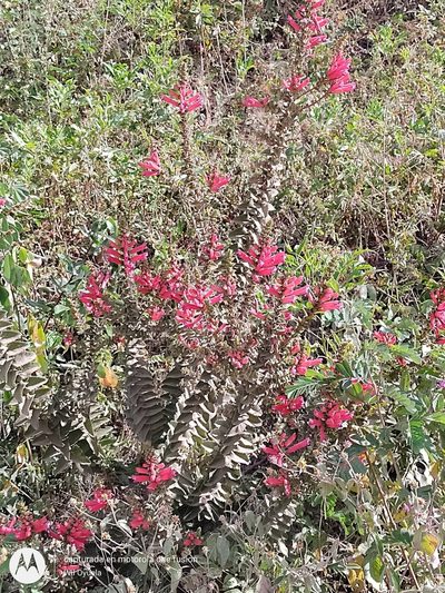 Lamourouxia viscosa, photographed by Olvin Wilfredo Oyuela