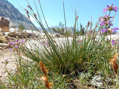 Juncus parryi, photographed by Matt Lavin