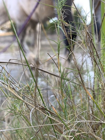 Muhlenbergia utilis, photographed by mark-groeneveld