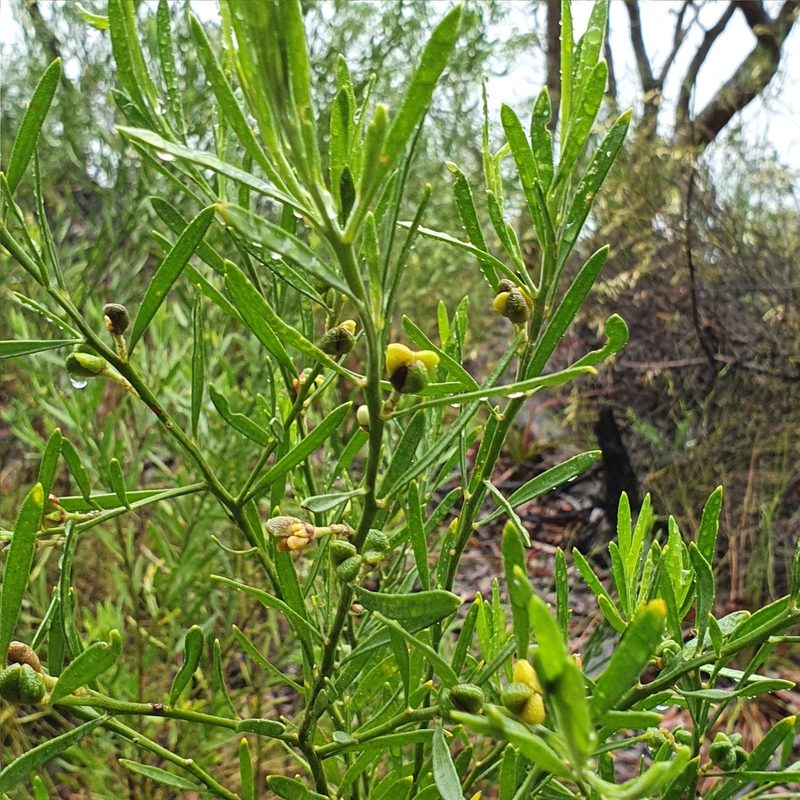 Eriostemon australasius, photographed by ronavery