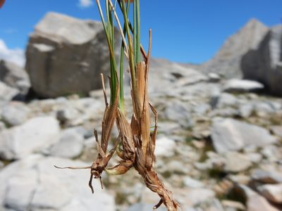 Juncus parryi, photographed by Matt Lavin