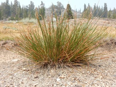 Juncus parryi, photographed by Matt Lavin