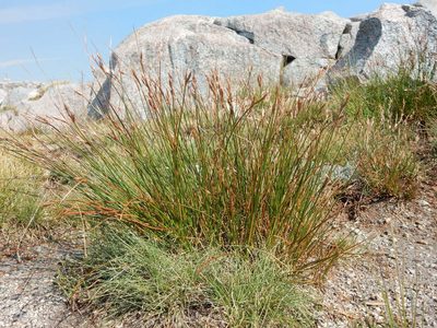 Juncus parryi, photographed by Matt Lavin