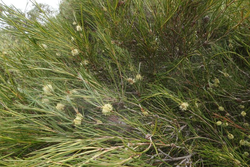 Melaleuca uncinata, photographed by Cowirrie