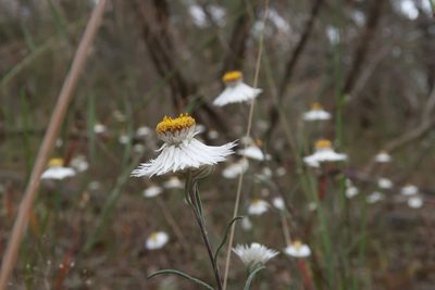 Helichrysum leucopsideum, photographed by Cowirrie