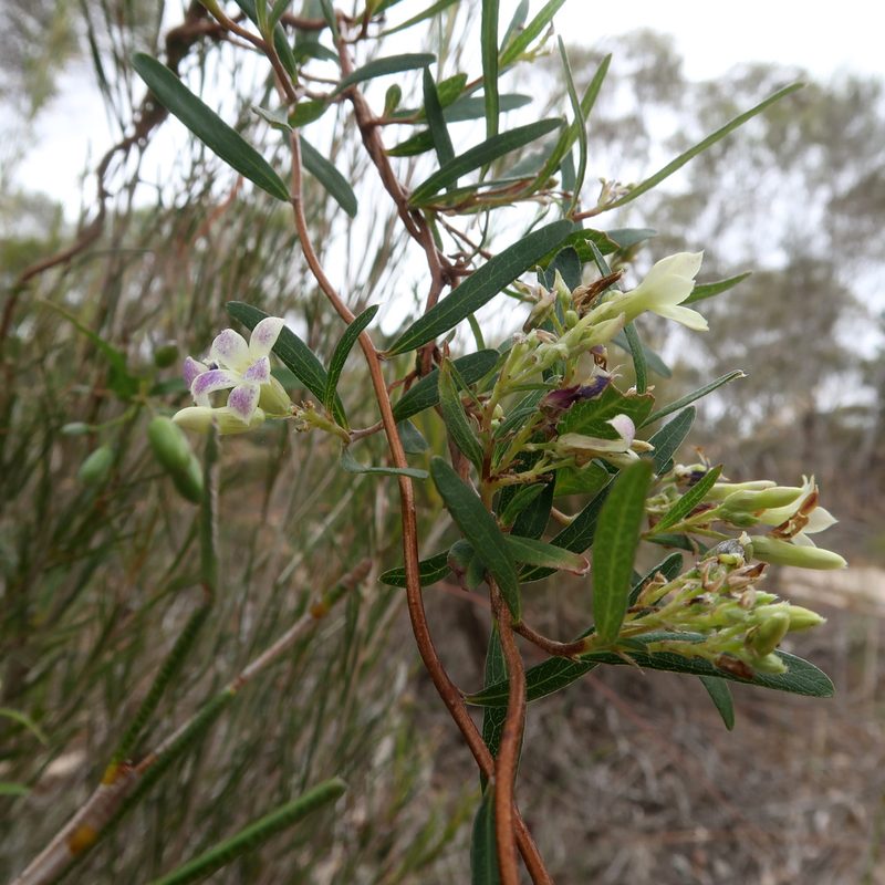 Billardiera cymosa, photographed by Cowirrie