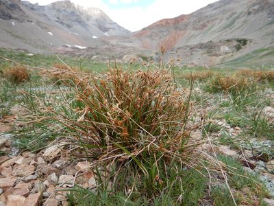 Juncus parryi, photographed by Matt Lavin