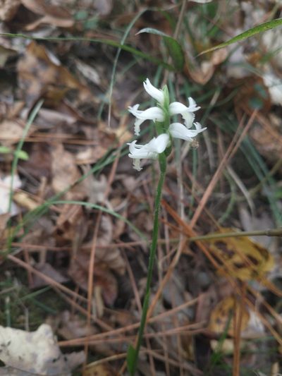 Spiranthes odorata, photographed by Drew Meyer
