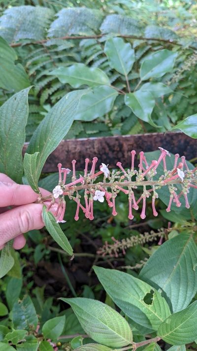 Gonzalagunia rosea, photographed by Jake Rehage