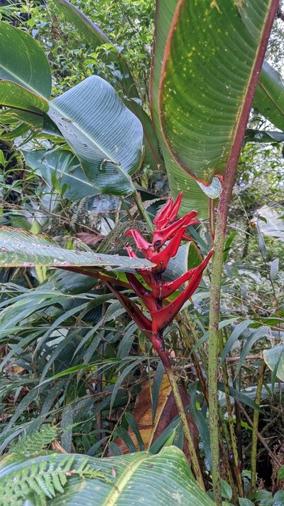 Heliconia lankesteri, photographed by Jake Rehage