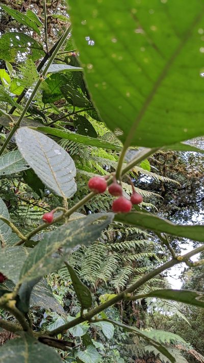 Siparuna gesnerioides, photographed by Jake Rehage