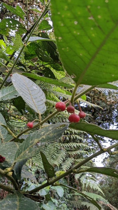 Siparuna gesnerioides, photographed by Jake Rehage