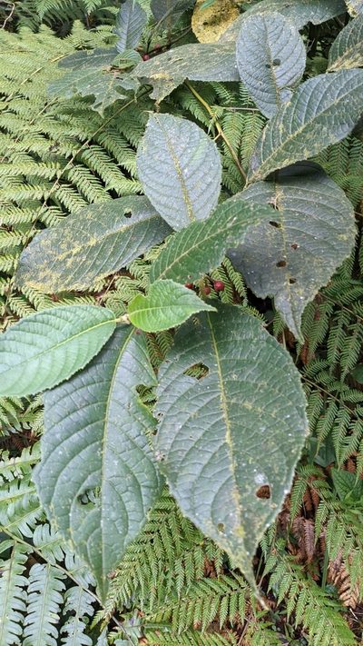 Siparuna gesnerioides, photographed by Jake Rehage