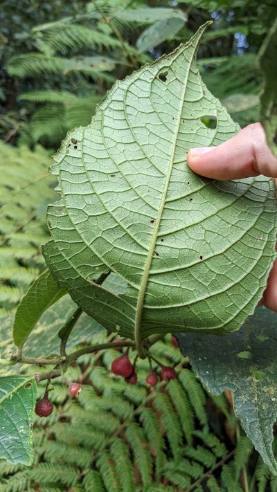 Siparuna gesnerioides, photographed by Jake Rehage
