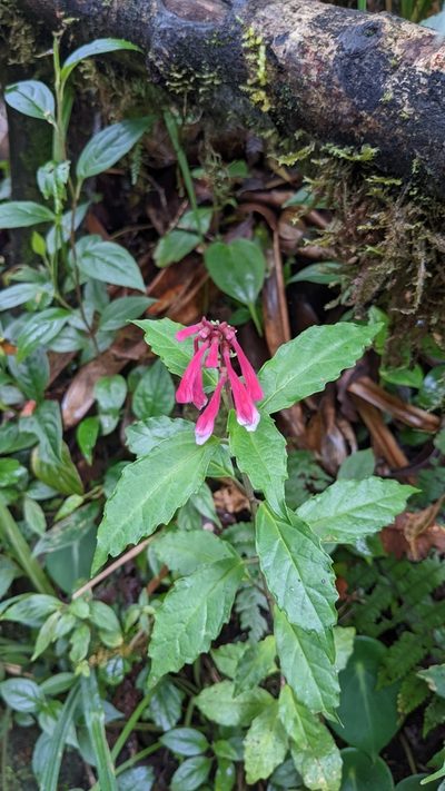 Scutellaria isocheila, photographed by Jake Rehage