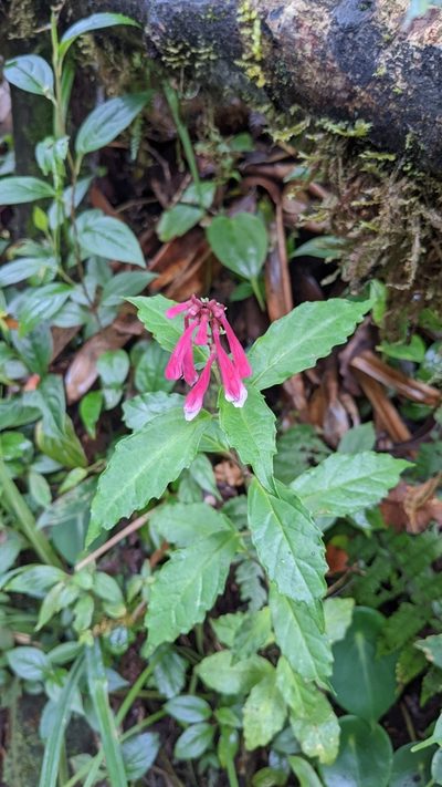 Scutellaria isocheila, photographed by Jake Rehage