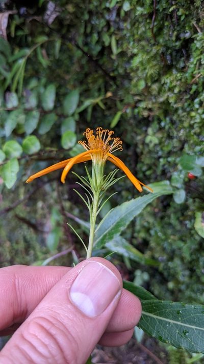 Charadranaetes durandii, photographed by Jake Rehage