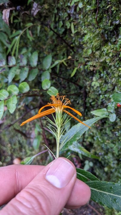 Charadranaetes durandii, photographed by Jake Rehage