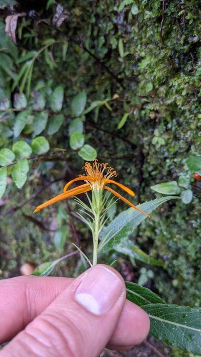 Charadranaetes durandii, photographed by Jake Rehage
