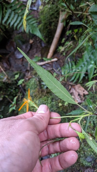 Charadranaetes durandii, photographed by Jake Rehage