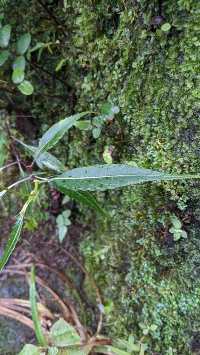 Charadranaetes durandii, photographed by Jake Rehage