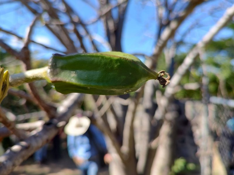 Jacaratia mexicana, photographed by Abraham Sánchez Romero