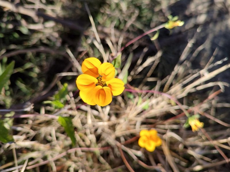 Sclerocarpus divaricatus, photographed by Abraham Sánchez Romero