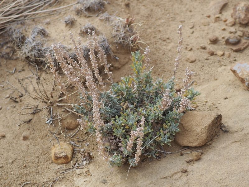 Artemisia bigelovii, photographed by Clay Gibbons