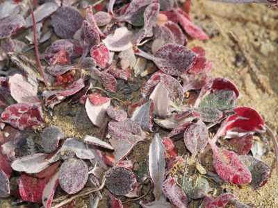 Eriogonum jamesii, photographed by Clay Gibbons
