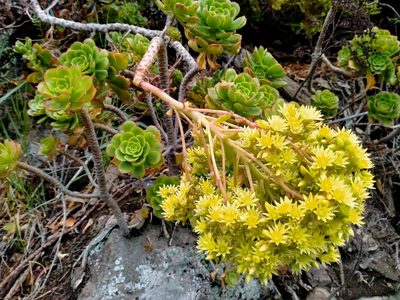 Aeonium arboreum, photographed by John Barkla