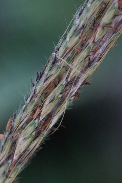 Pseudopogonatherum quadrinerve, photographed by Agnes Trekker