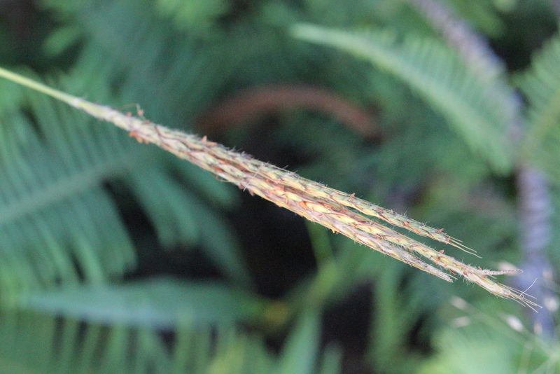 Pseudopogonatherum quadrinerve, photographed by Agnes Trekker