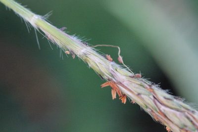 Pseudopogonatherum quadrinerve, photographed by Agnes Trekker